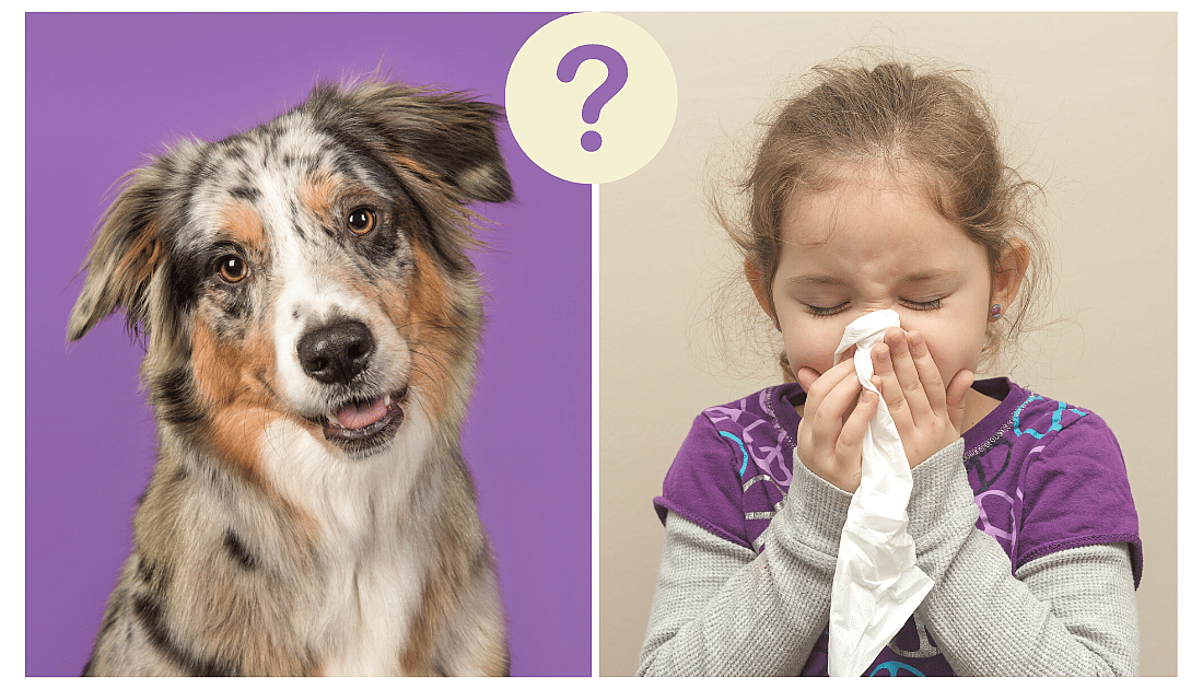 Australian Shepherds and Allergies