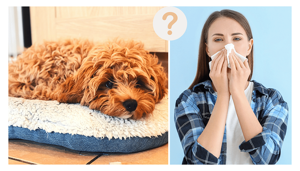 Are Cavapoos Hypoallergenic?