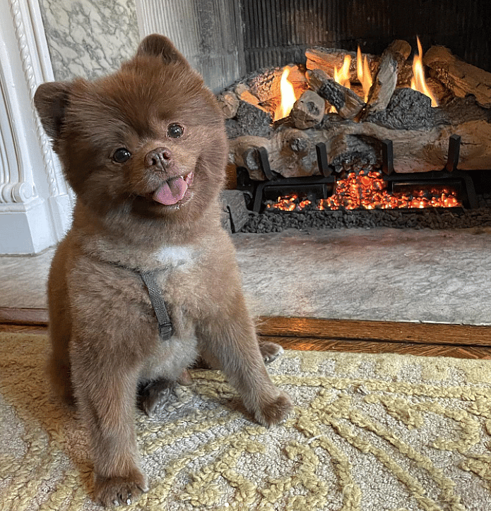 if you're looking for a cat dog hybrid this dog looks very cat like