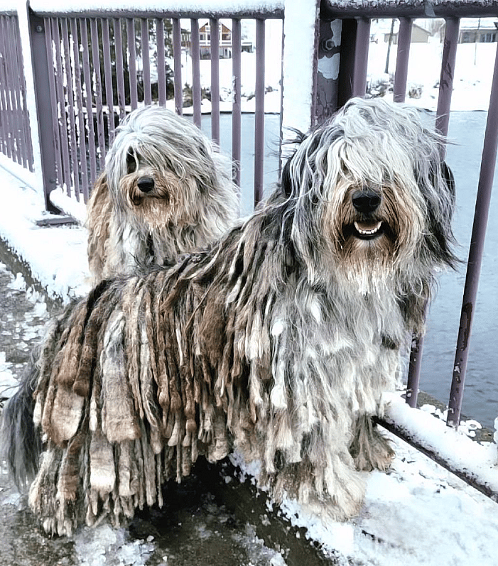 The Bergamasco Sheepdog