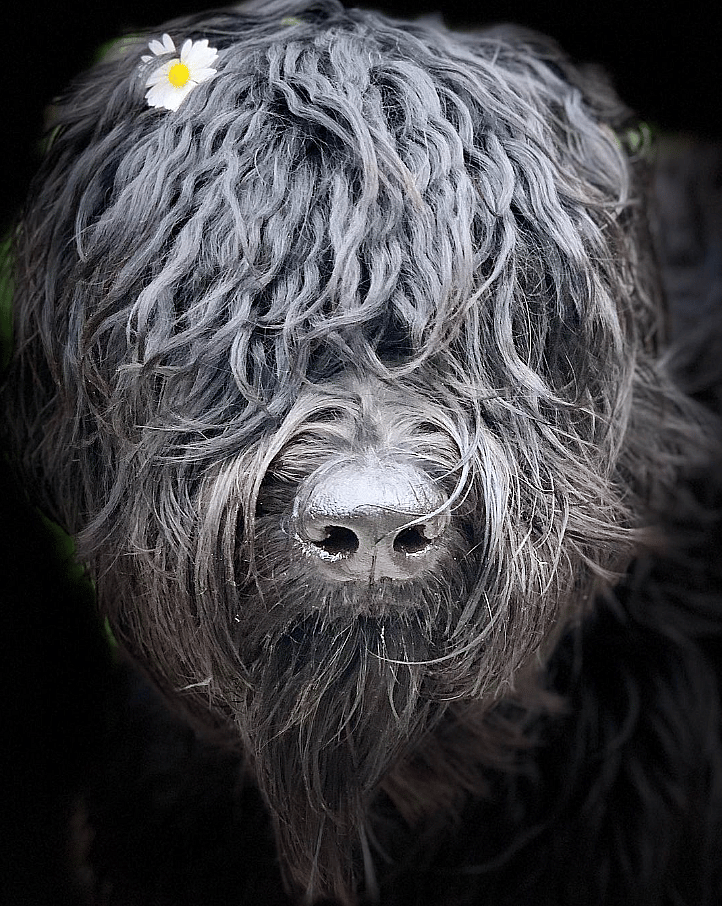 The Bergamasco Sheepdog