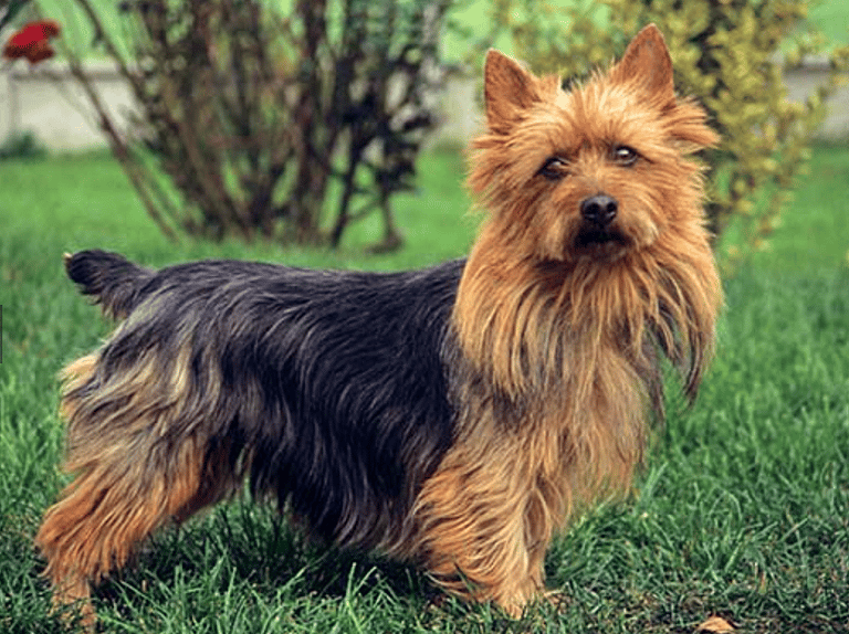 The Surprising Truth About the Australian Shepherd + 10 Other Dogs Bred Down Under: 