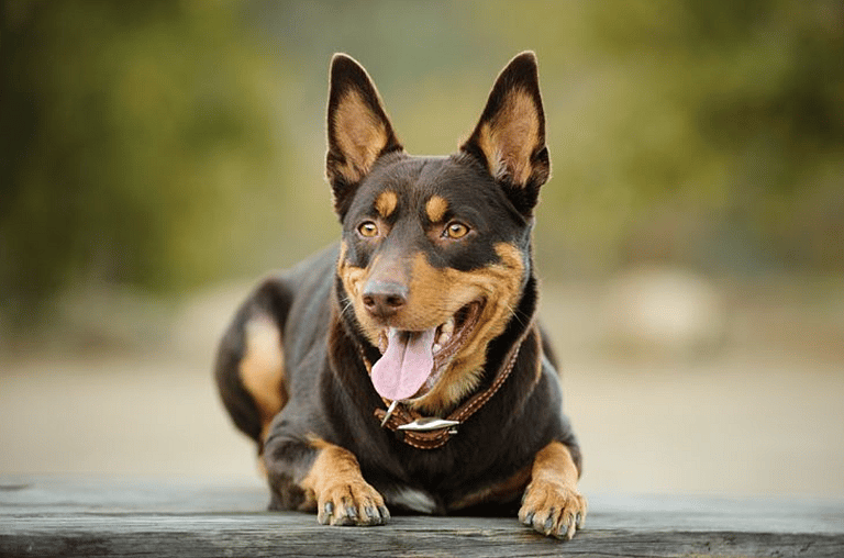The Surprising Truth About the Australian Shepherd + 10 Other Dogs Bred Down Under: Australian Kelpie 
