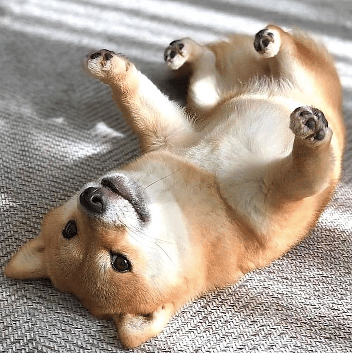 just like cats, shiba inus are graceful creatures that are incredibly easy to train. almost a cat dog hybrid