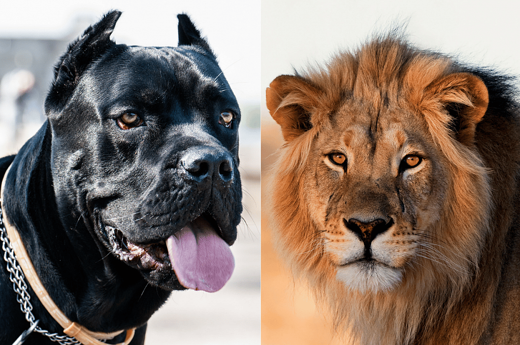 A Cane Corso & a Lion