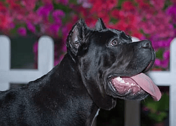 Black Cane Corso