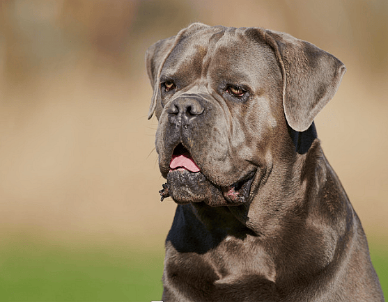 Isabella Cane Corso