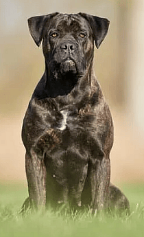 Chesnut Brindle Cane Corso