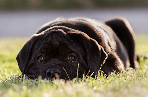 Chocolate or liver Cane Corso