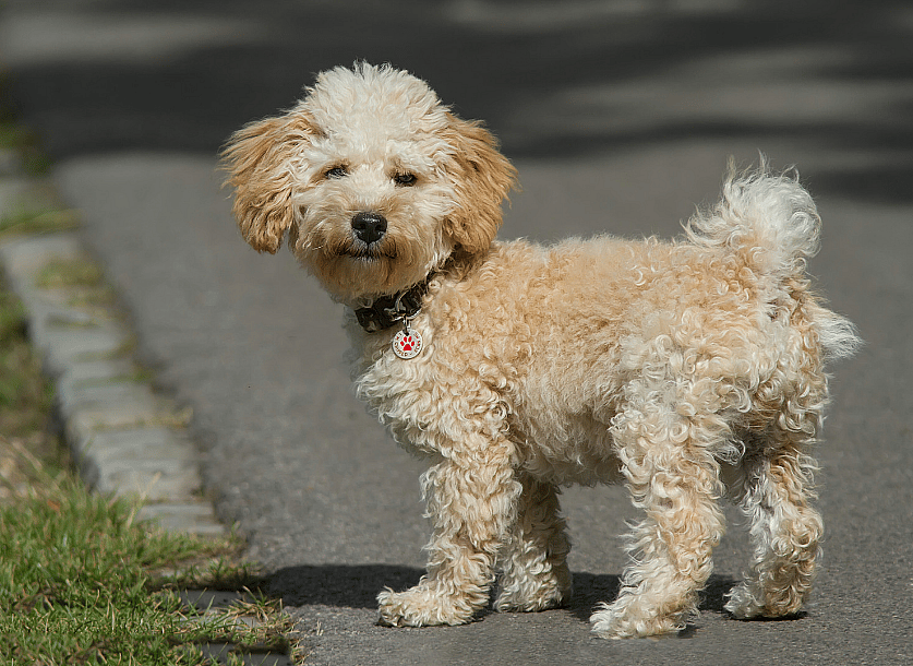 A Cavapoo dog breed
