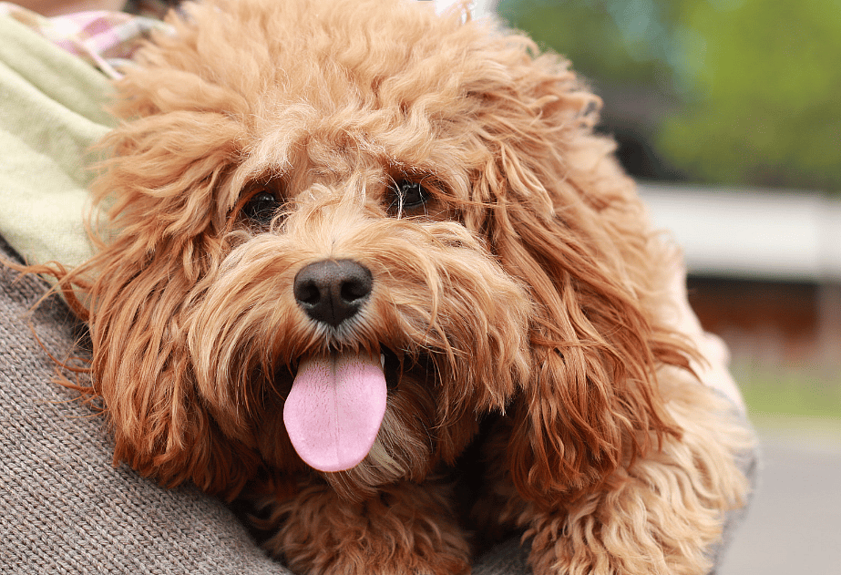 Cavapoo dog