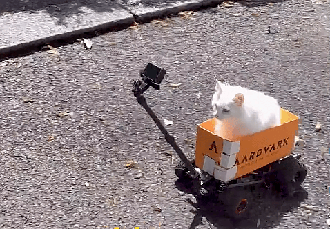 deaf cat loves to go bike riding