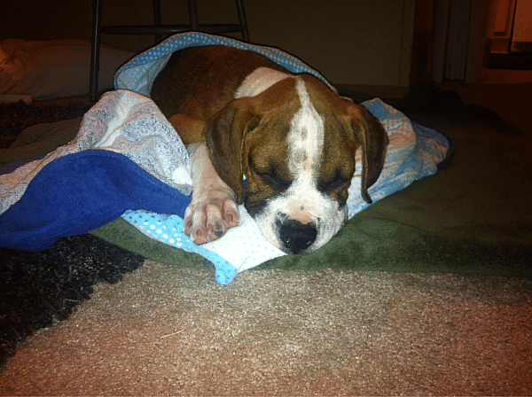 Recovering at home from distemper