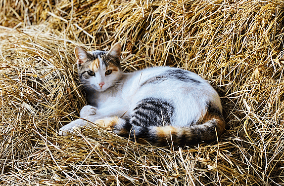 barn cat