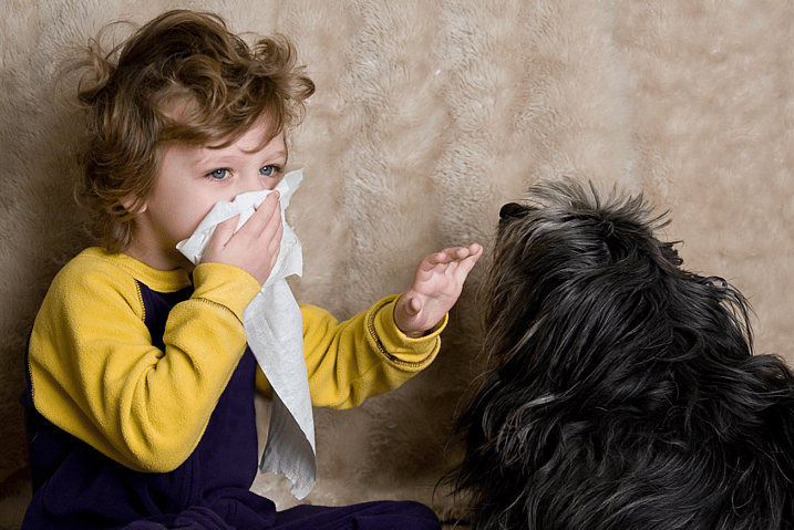 Which dog breeds are the most hypoallergenic