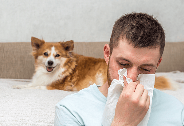 What Dog Breeds are the Least Hypoallergenic?