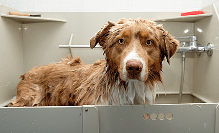 Australian Shepherd getting bathe