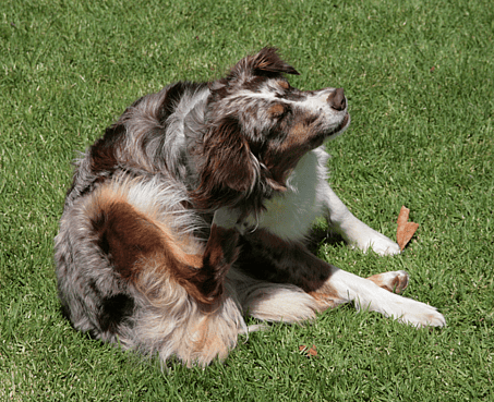 Australian Shepherd scratching himself