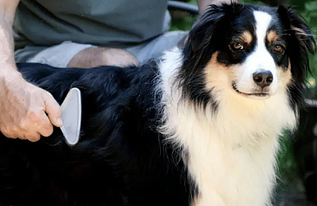 Australian Shepherd grooming outside
