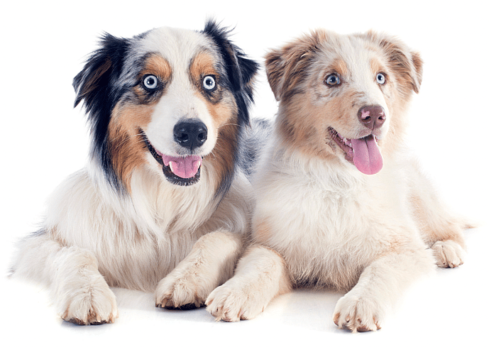 are Australian Shepherds hypoallergenic?
