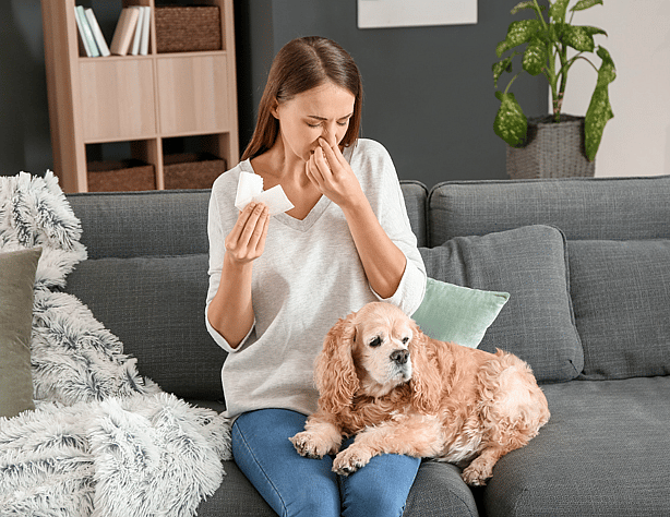 Are Cocker Spaniels Hypoallergenic?