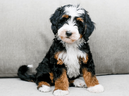 an Aussie mountain doodle