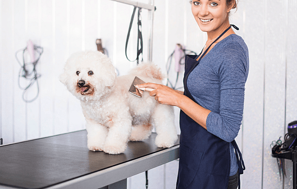 Are Bichon Frises Hypoallergenic: Bichon Frises grooming