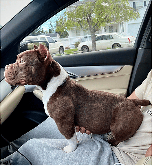 Hazel the micro bully