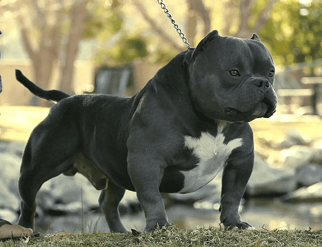 a micro bully