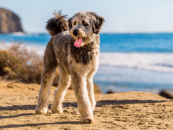 Are Aussiedoodles Hypoallergenic?