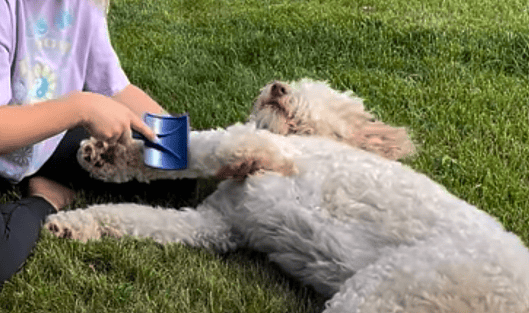 Aussiedoodle grooming