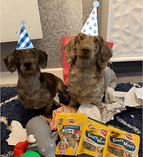 Dexter & Dougie The Doxiepoos