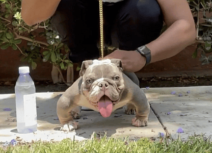 micro bullies are bred to be very small, often times they can't walk properly