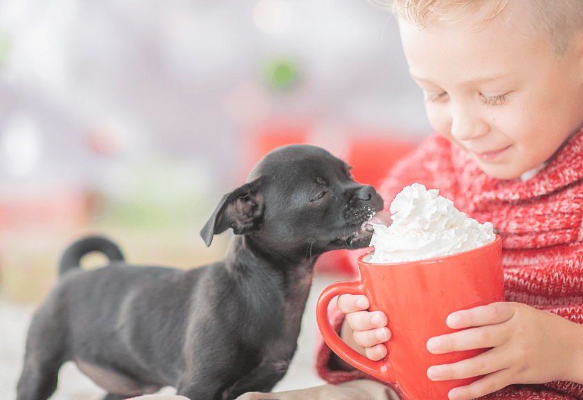 a small dog eating whip cream