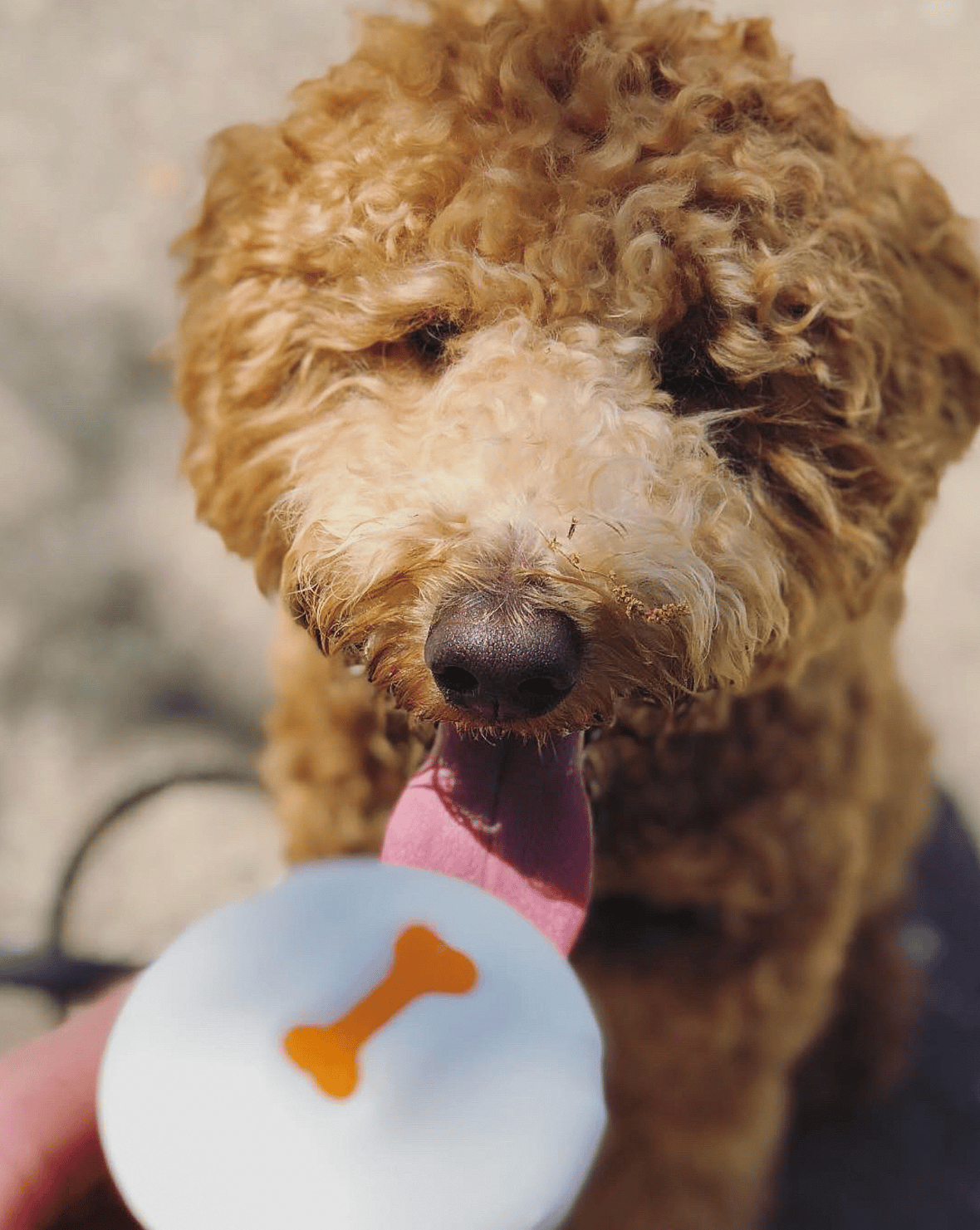 A puppu eating dog-friendly Sprinkle's cup cake