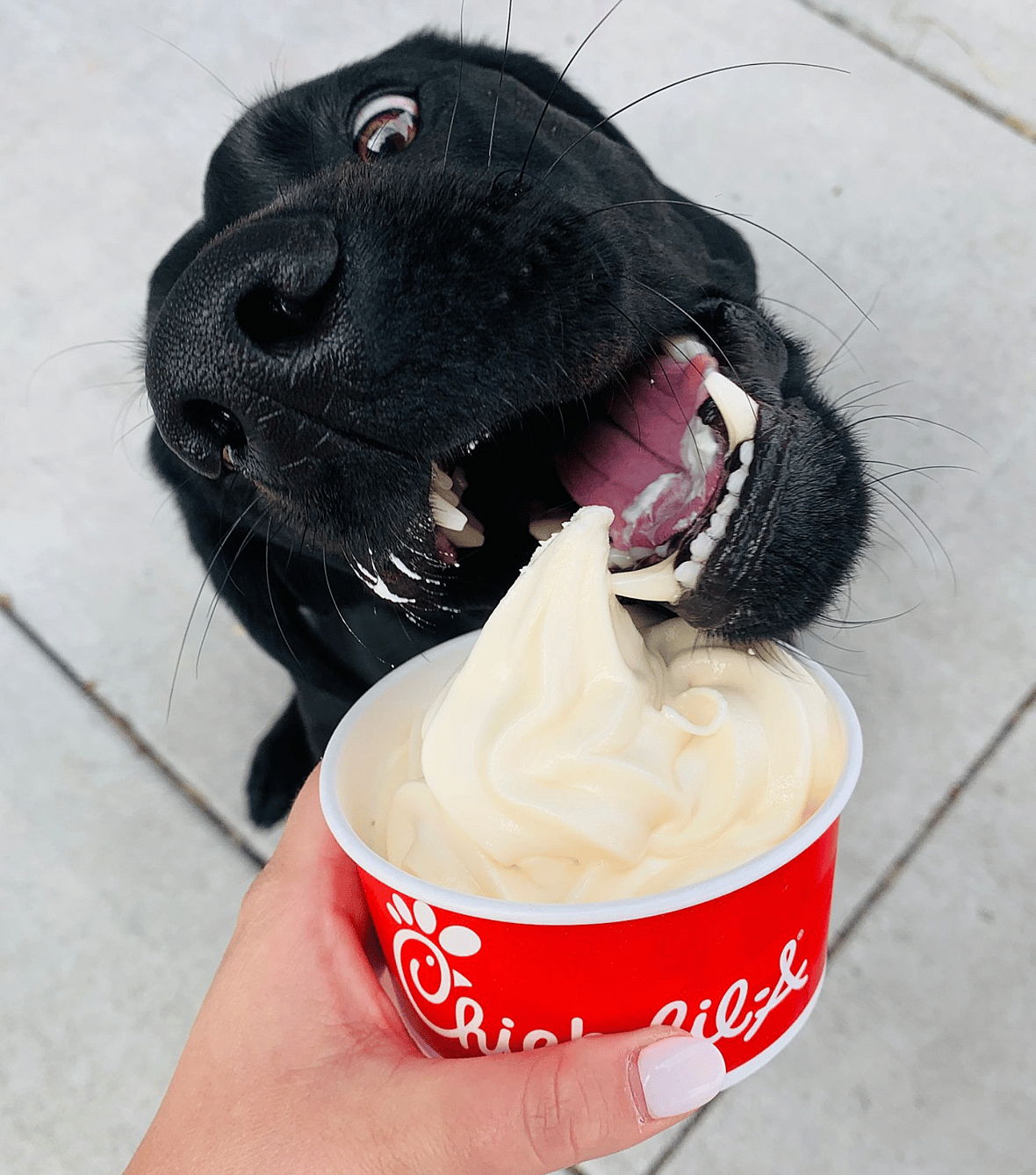 dog eating chil fil a pup cup