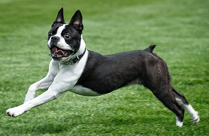 Boston Terrier Names