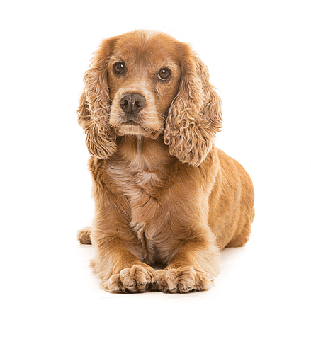 Do Cocker Spaniels Shed