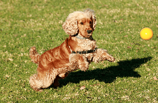 Do Cocker Spaniels Shed
