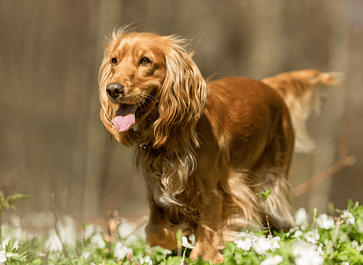 cocker spaniel haircut