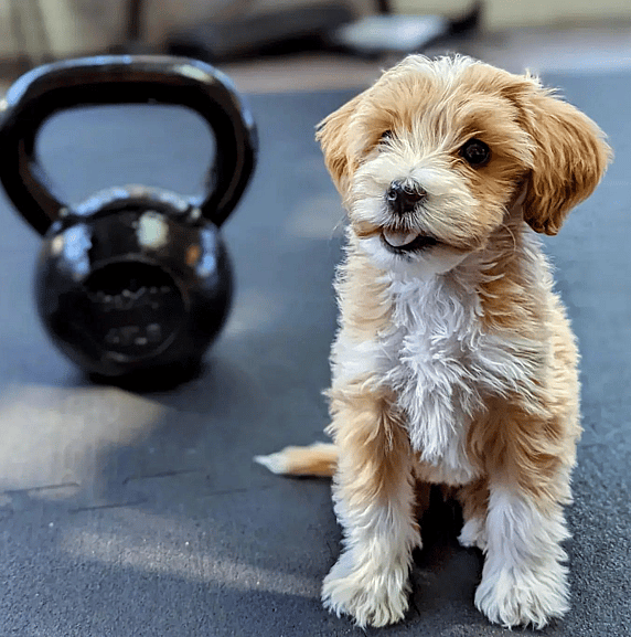 Mini Cavapoo