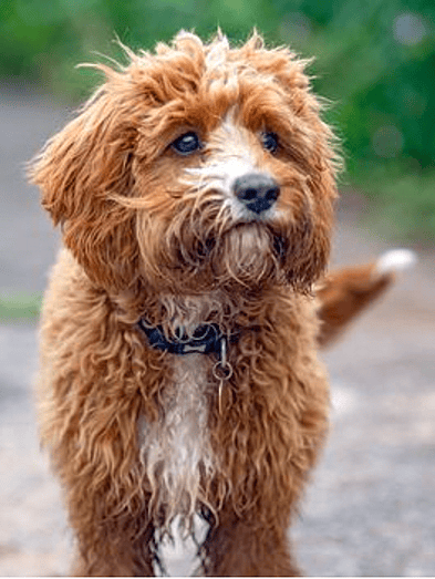 Mini cavapoo