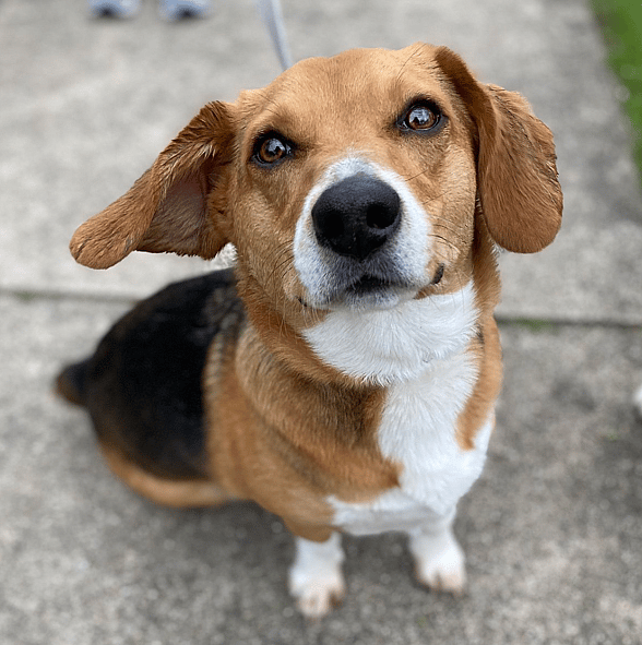 Beagle Corgi Mix