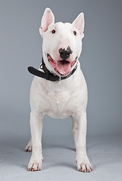 Bond the English Bull Terrier 