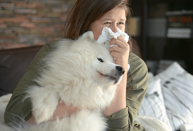 Dog Allergies in Humans
