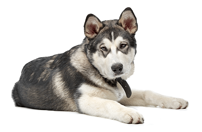 Are Alaskan Malamutes Hypoallergenic?