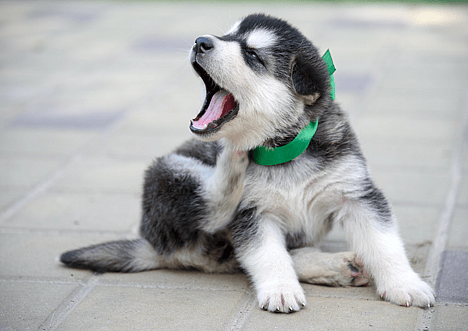 Are Alaskan Malamutes Hypoallergenic?