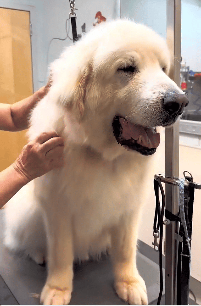 shelter dog makeover-grooming
