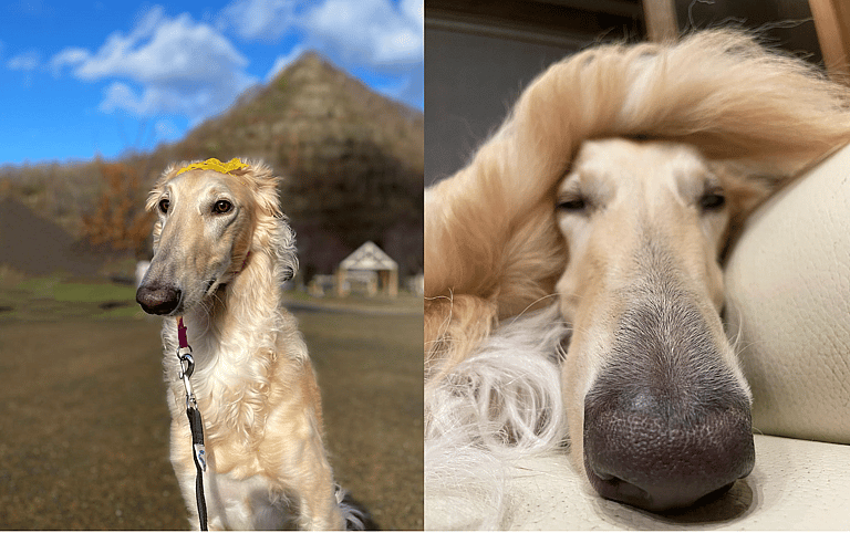 Dog with long nose