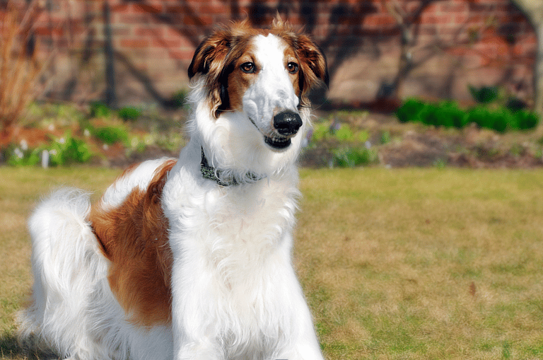 Borzoi